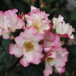 Liola (Ліола) 